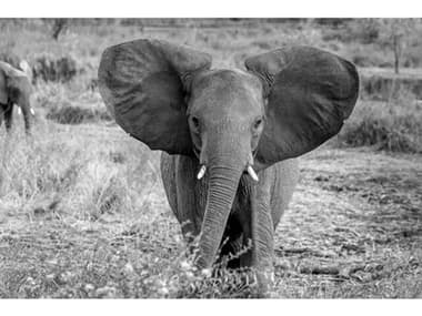 Daleno Baby Tusker II Wall Art DALAWA1002