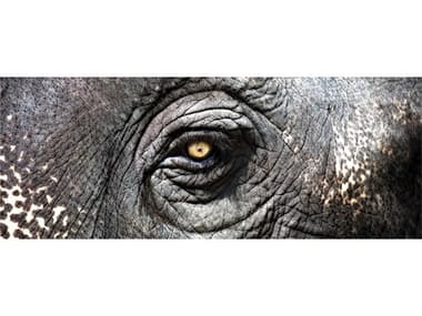 Elk Home Elephant Study Wall Art EK146025