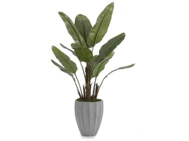 John Richard New Banana Tree JRJRB3407