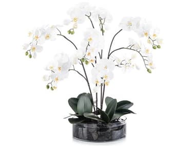 John Richard Midnight Phals Botanical JRJRB4101W