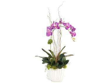 John Richard Vibrant Asian Orchid JRJRB4137