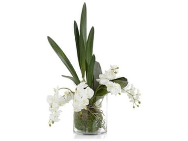 John Richard Mossy Orchids Botanical JRJRB4851