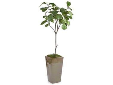 John Richard Mossy Fiddle Leaf-5 Botanical JRJRB4882
