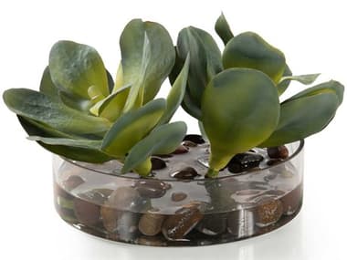 John Richard Rocky Succulents Botanical JRJRB4912W