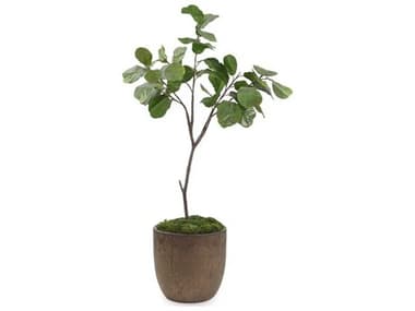 John Richard Fiddle Leaf Fig Botanical JRJRB5103