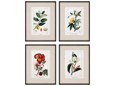 Paragon Florals Multi Tropical Botanicals-II Wall Art (Set of 4) PAD31095