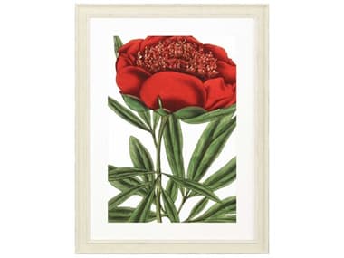 Paragon Florals Paeonia Officinalis Wall Art PAD31690