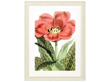 Paragon Florals Tulipa Greigii Wall Art PAD31691