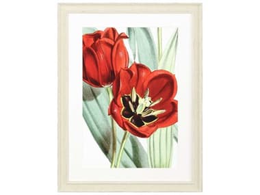 Paragon Florals Tulipa Undulatifolia Wall Art PAD31692