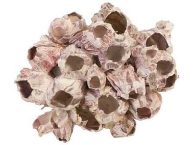 Phillips Collection Barnacle Cluster Medium 3D Wall Art PHCPH97076