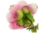 {{productInfo.Description + ' ' + productInfo.ItemCode}}