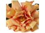 {{productInfo.Description + ' ' + productInfo.ItemCode}}