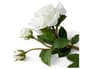 {{productInfo.Description + ' ' + productInfo.ItemCode}}