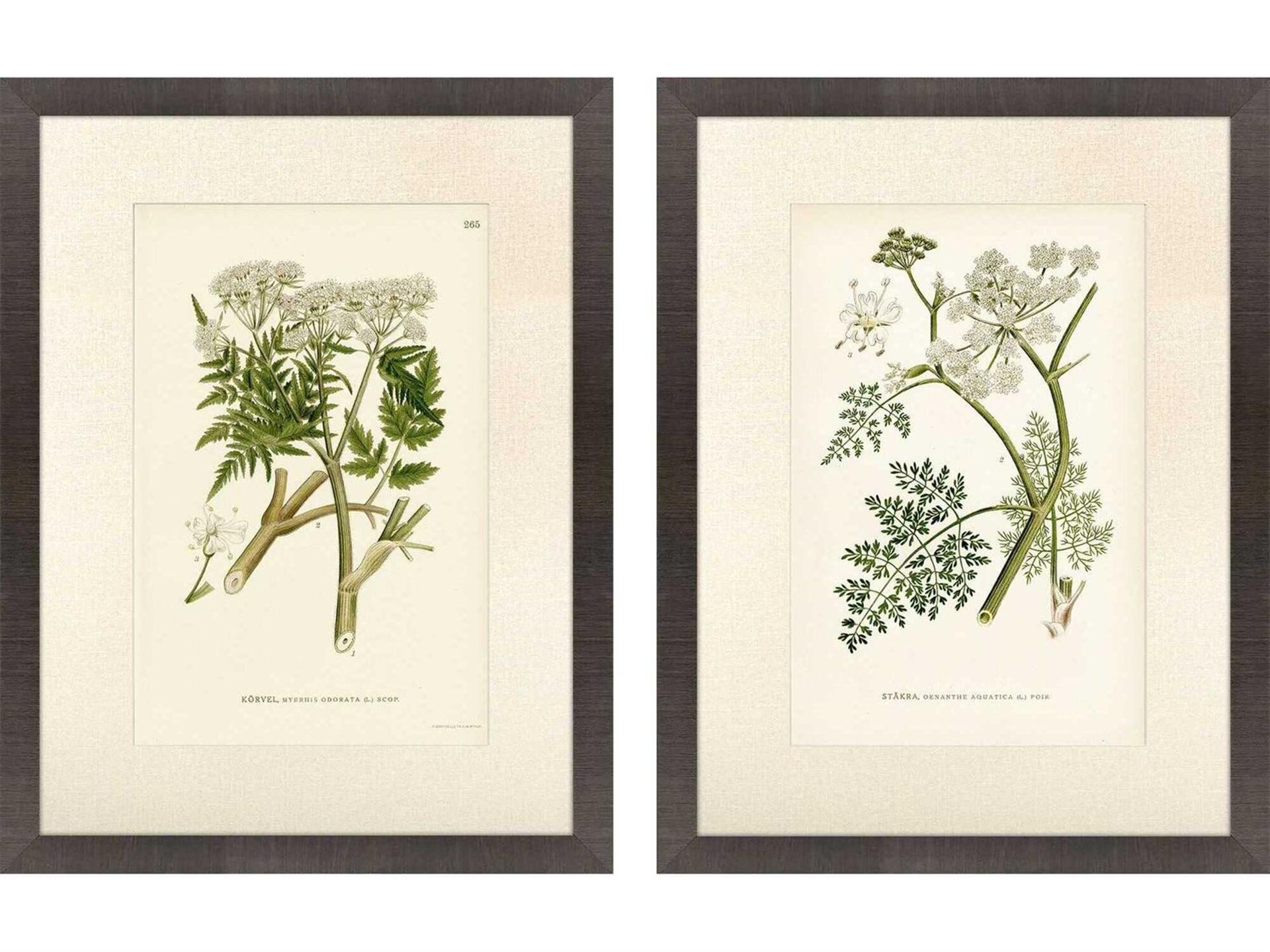 Florals Queen's Lace-I Wall Art Set of 2