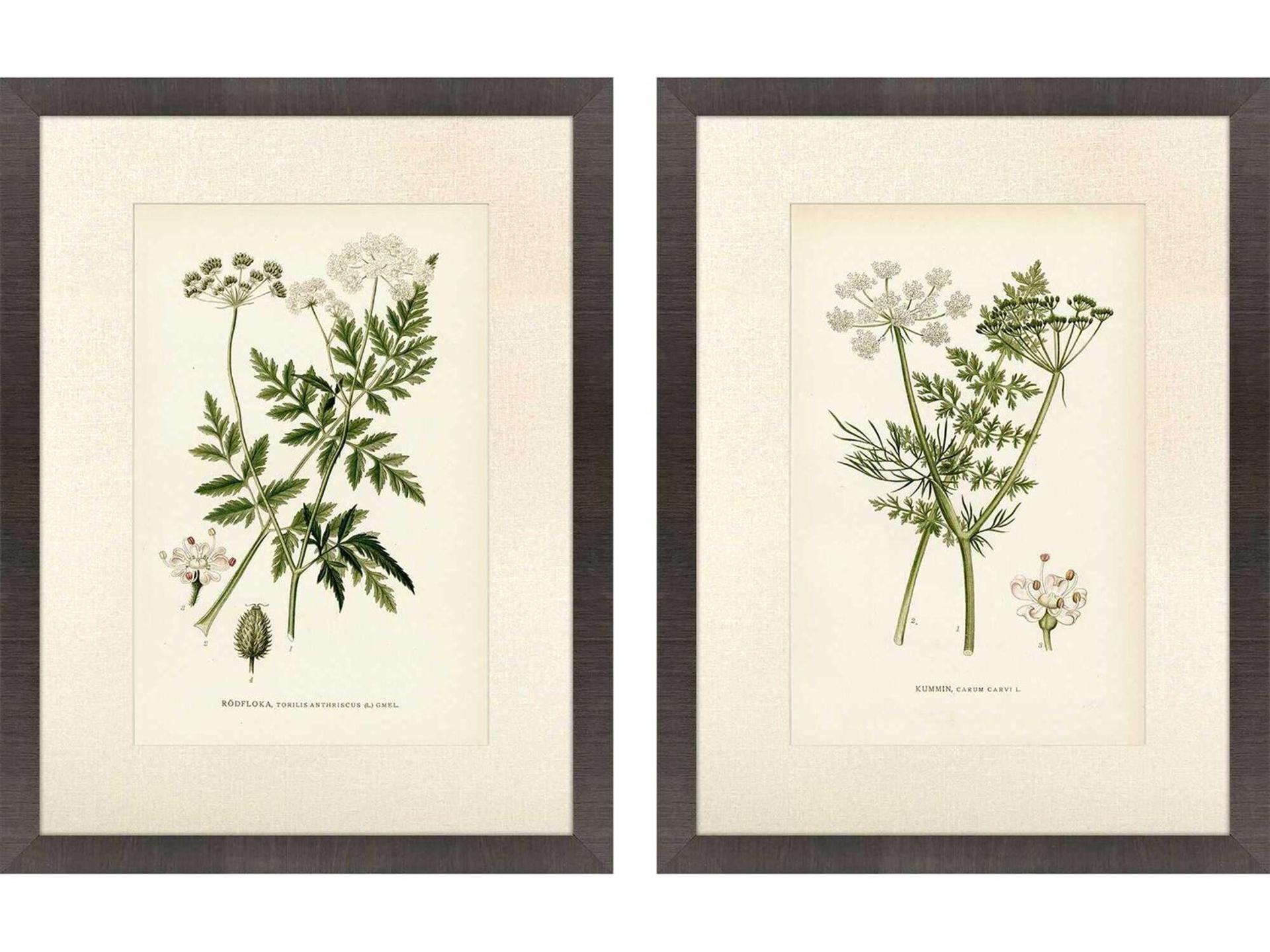Florals Queen's Lace-II Wall Art Set of 2