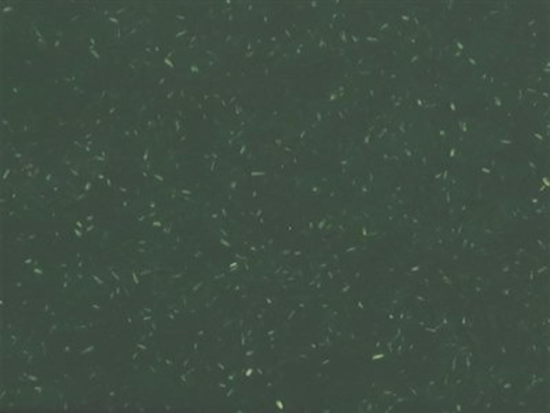 Finish: Green - 100% Reclaimed polypropylene with wood fiber