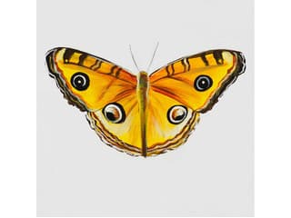 Animals of the Sky II Wall Art
