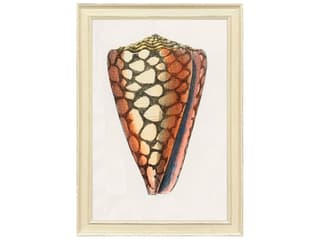 Paragon Conch Study I Framed Art