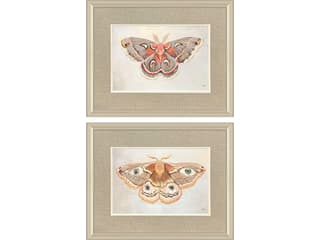 Paragon Forest Moth Framed Art - Set of 2