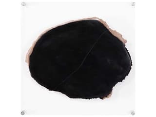 Phillips Collection Floating Petrified Slice Wall Art