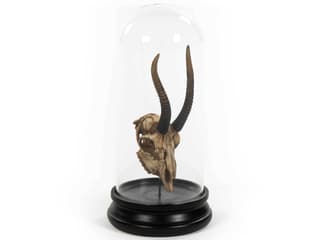 Zentique Gazelle Skull Sculpture - Thumbnail 3
