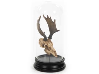 Zentique Moose Skull Sculpture - Thumbnail 3