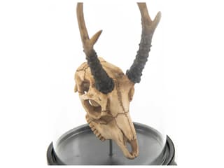 Zentique Fawn Skull Sculpture - Thumbnail 3