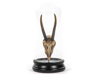 Zentique Gazelle Skull Sculpture