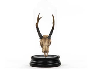 Zentique Fawn Skull Sculpture - Thumbnail 2