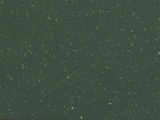 Seat Color: Green - 100% Reclaimed polypropylene with wood fiber