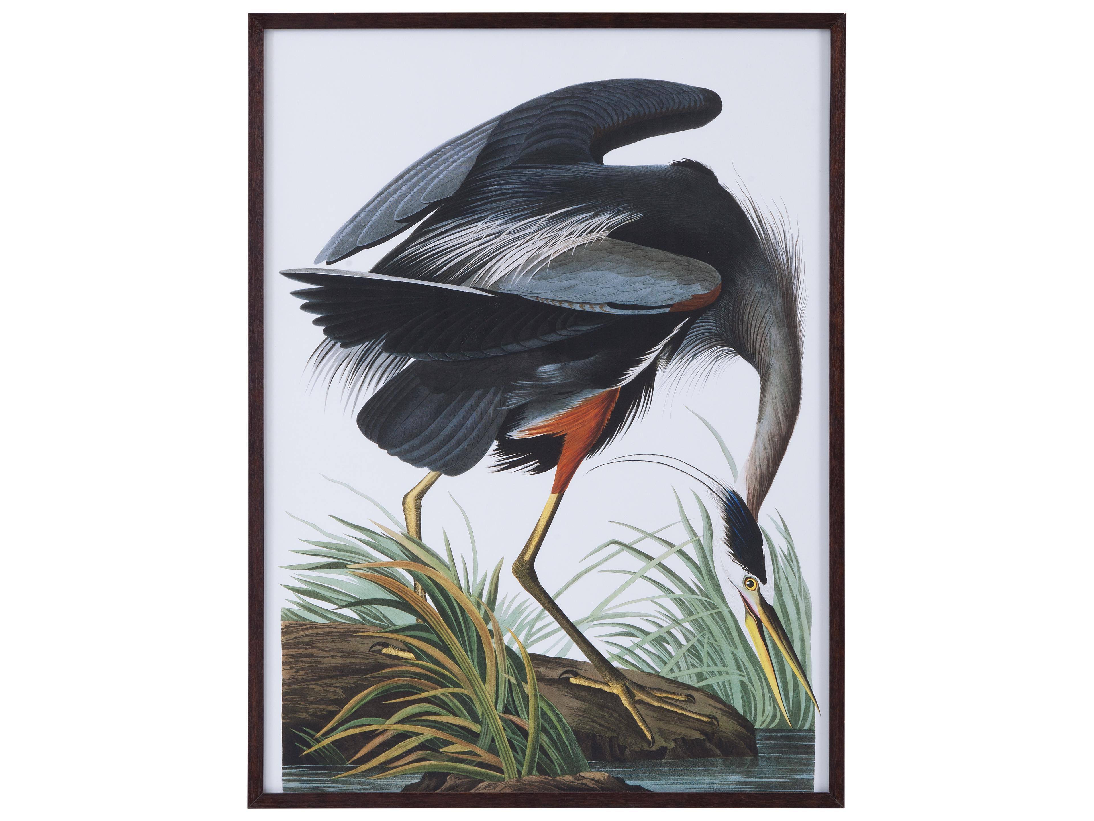 Audubon Great Blue Heron Framed Print