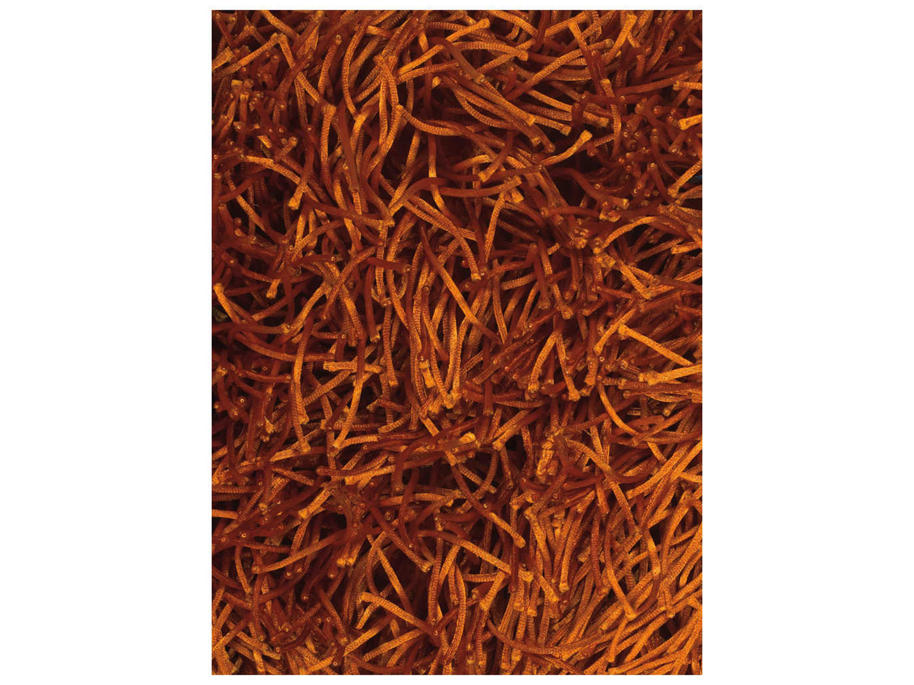 Chandra Duke Shag Area Rug