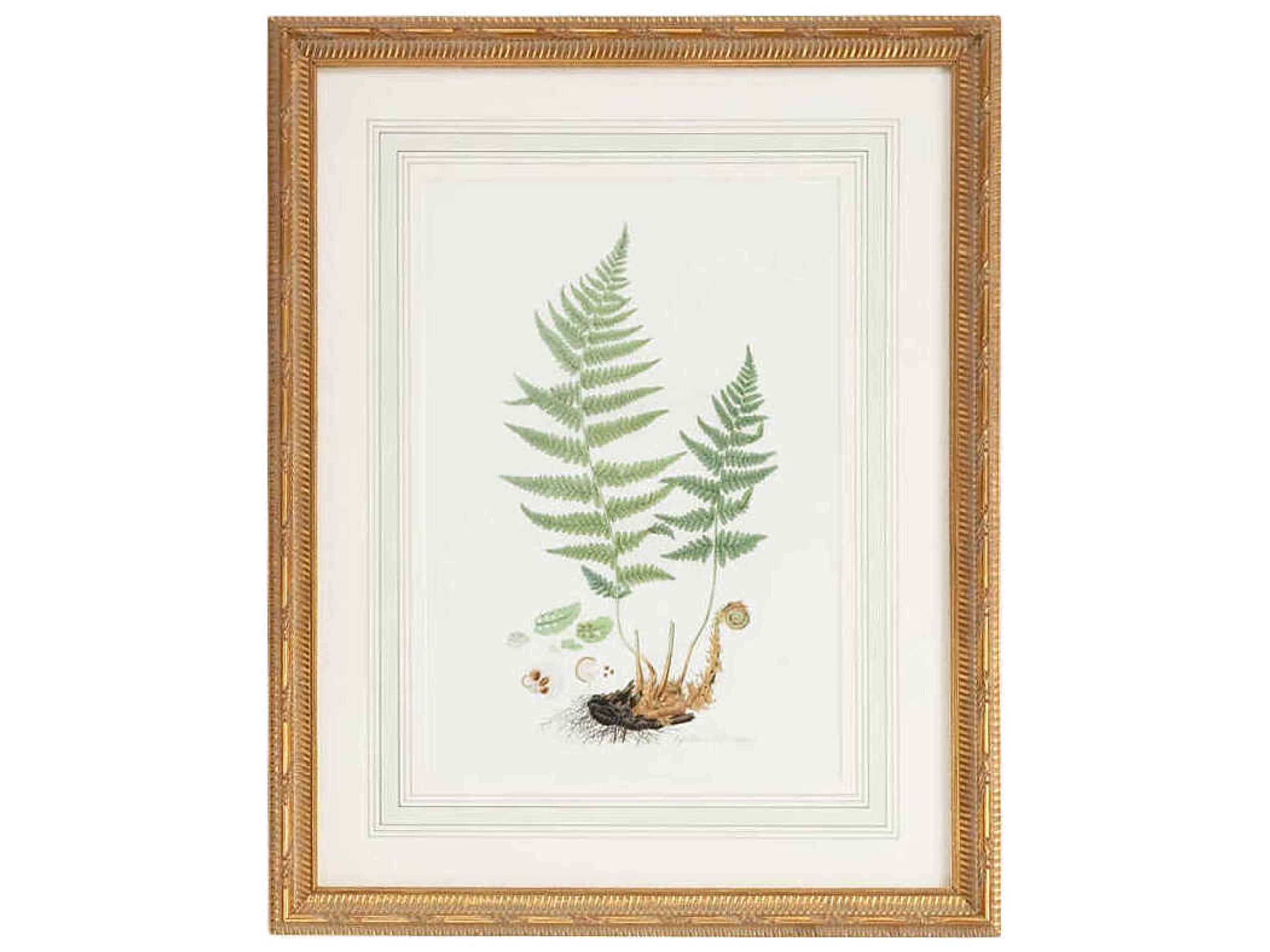 Chelsea House Curtis Ferns-II Wall Art