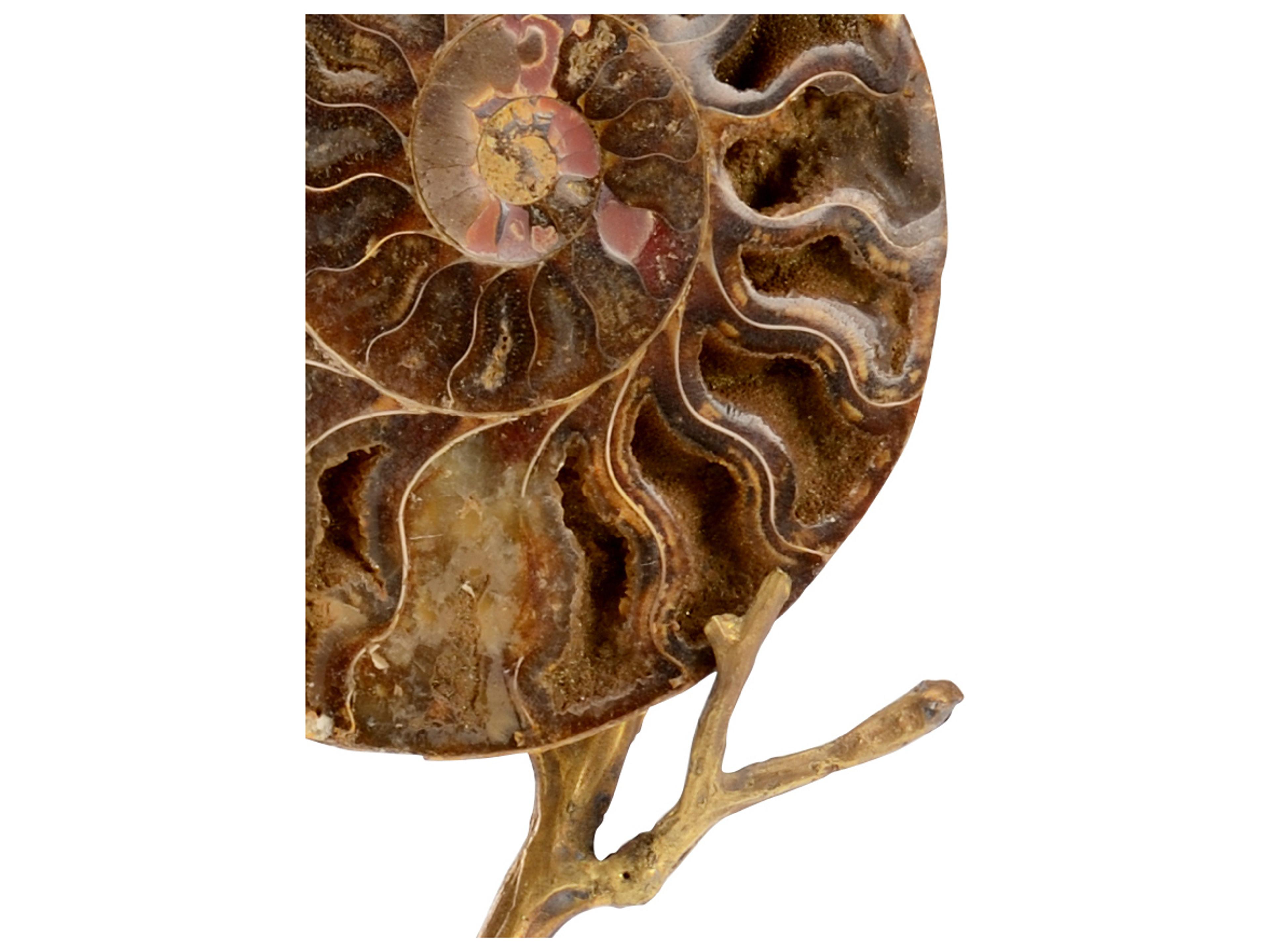 Chelsea House Small Ammonoidea