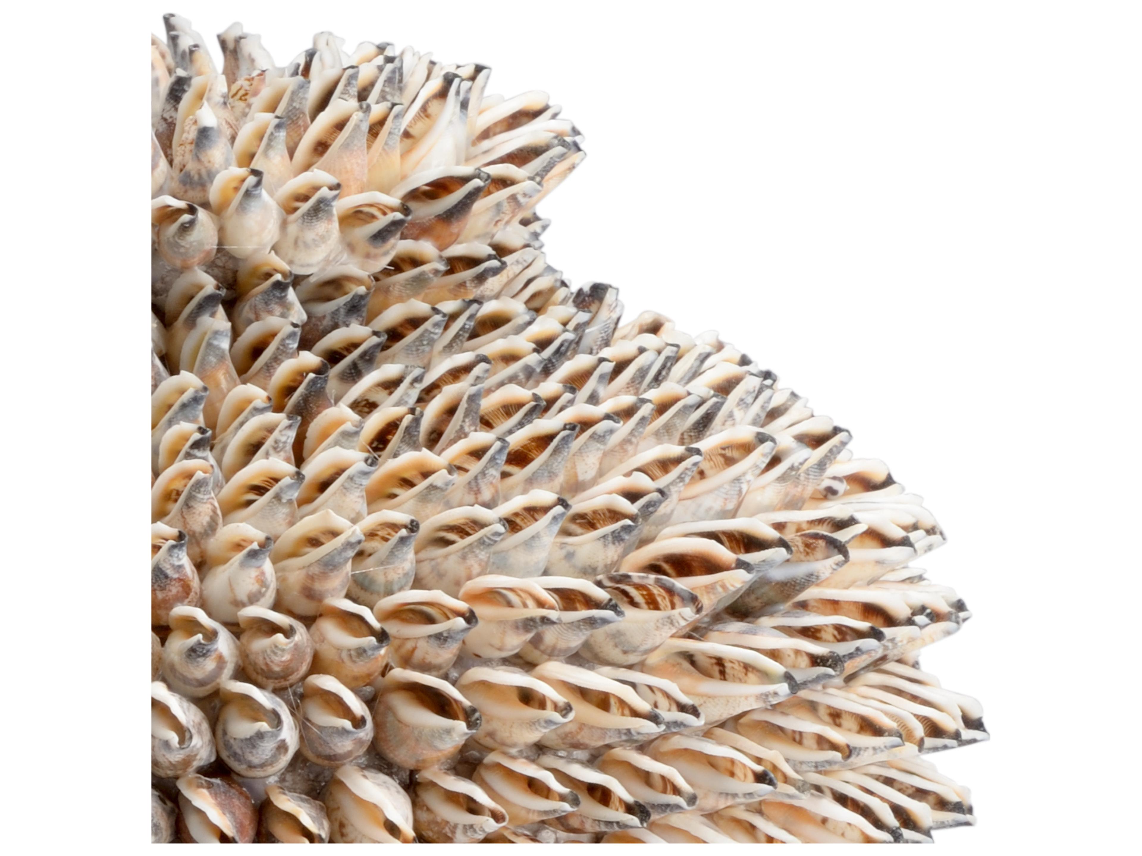 Chelsea House Strombus Shell Vase