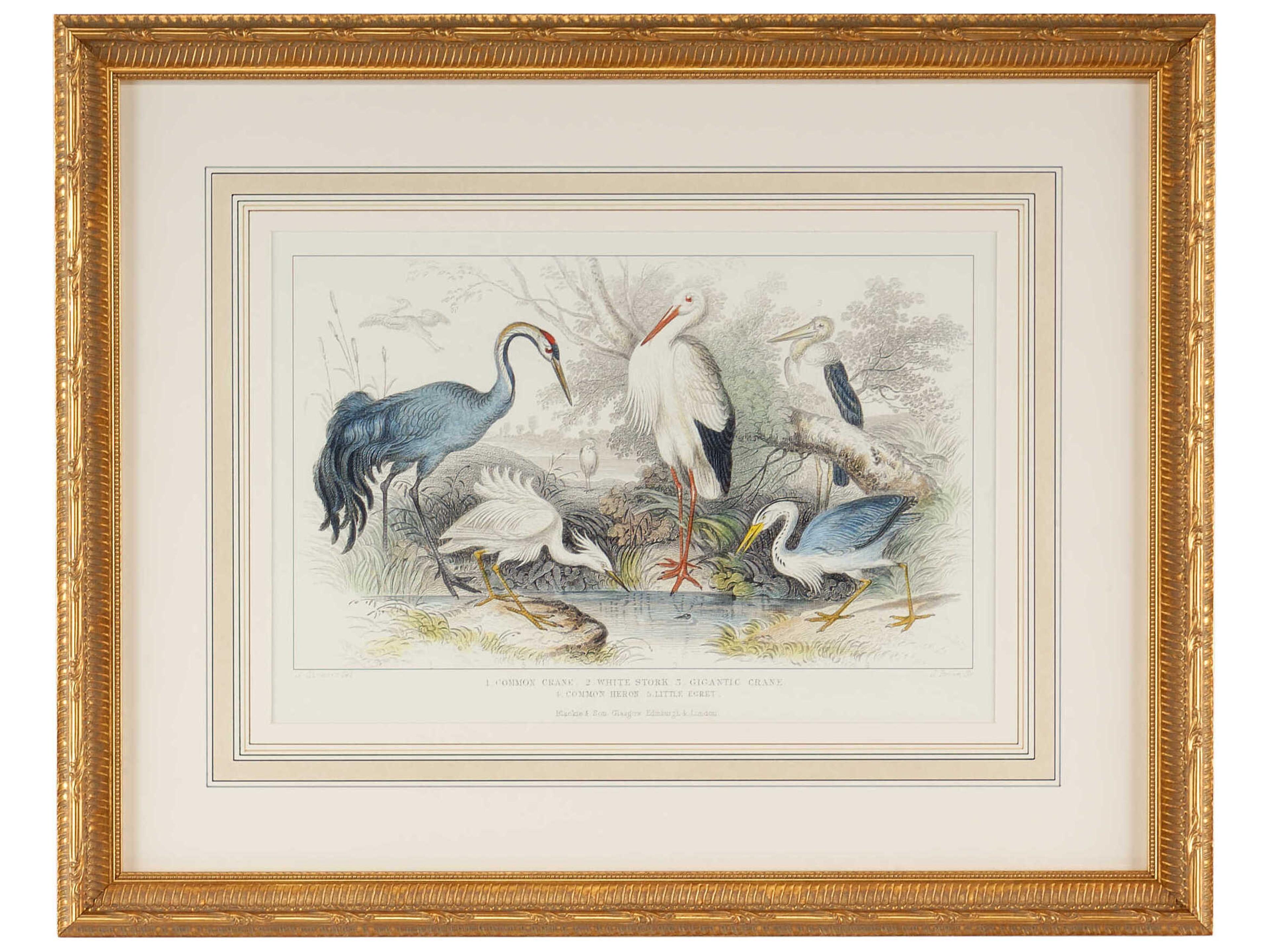 Chelsea House Herons, Egrets & Cranes