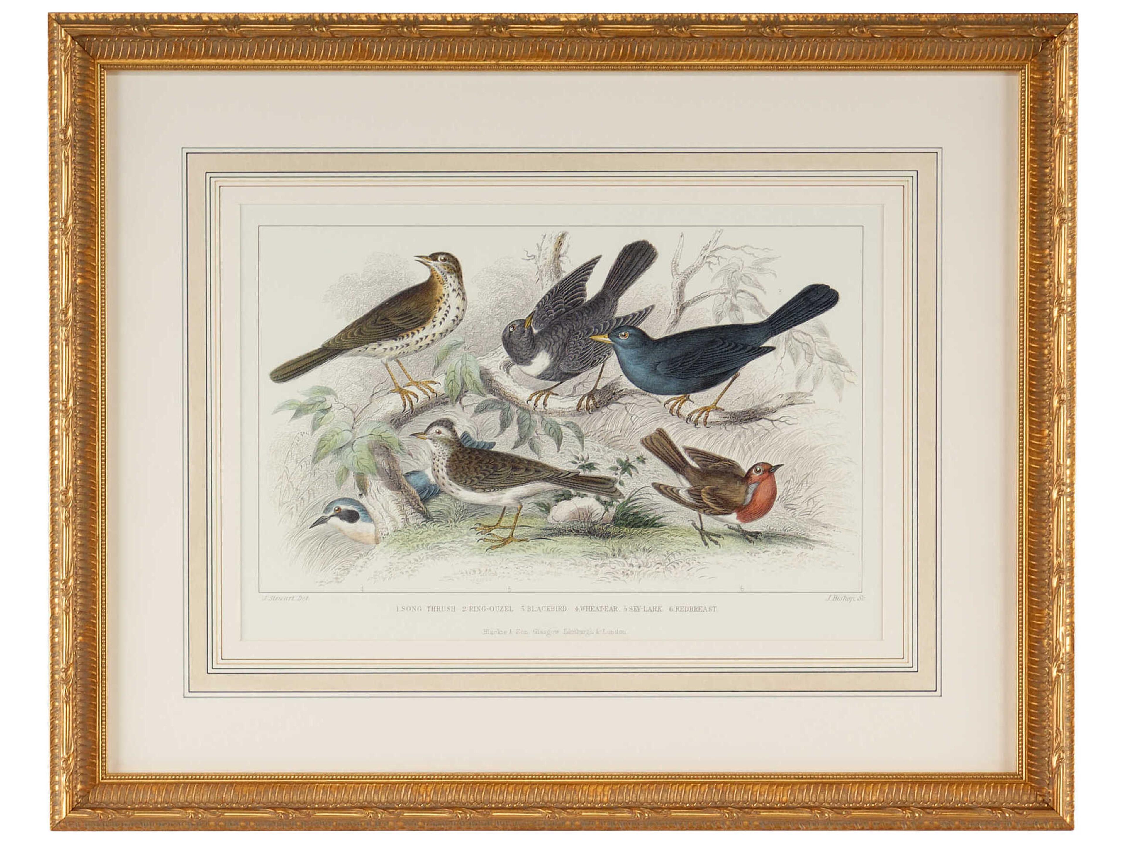 Chelsea House Skylark Song Thrush &r/Breast