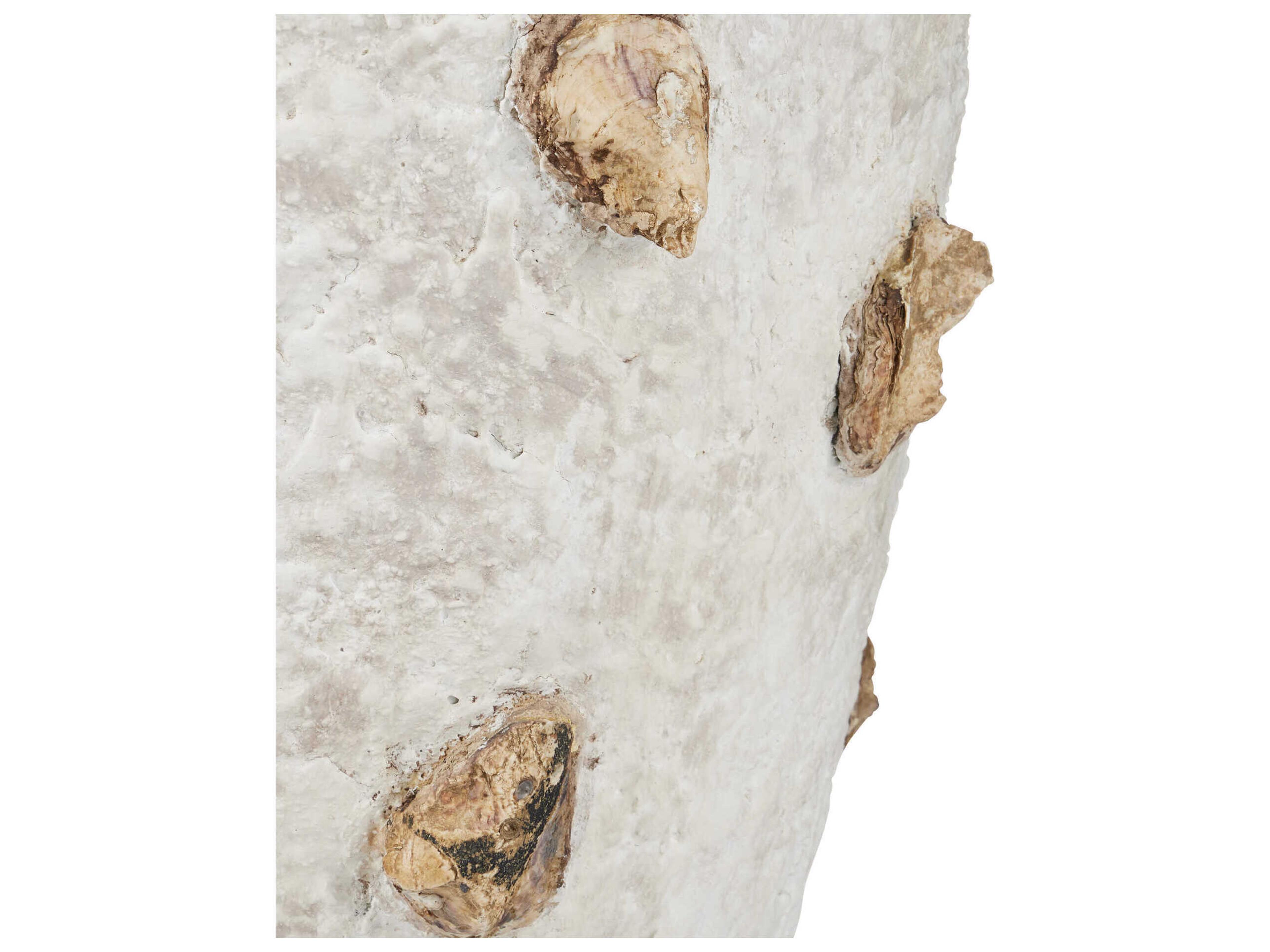 Currey & Company Oyster Shell Portland Planter