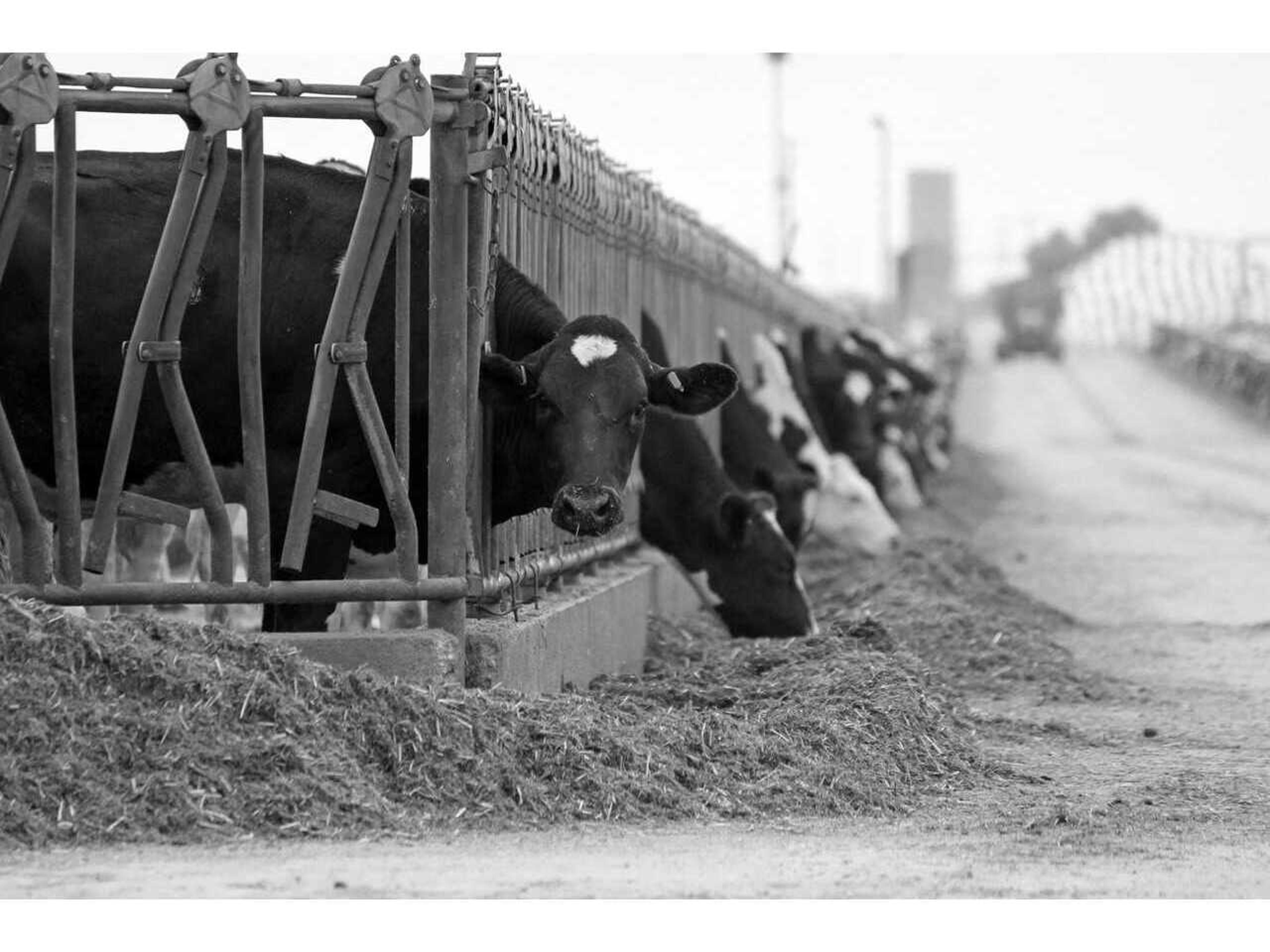 Daleno Pickles Dairy Wall Art