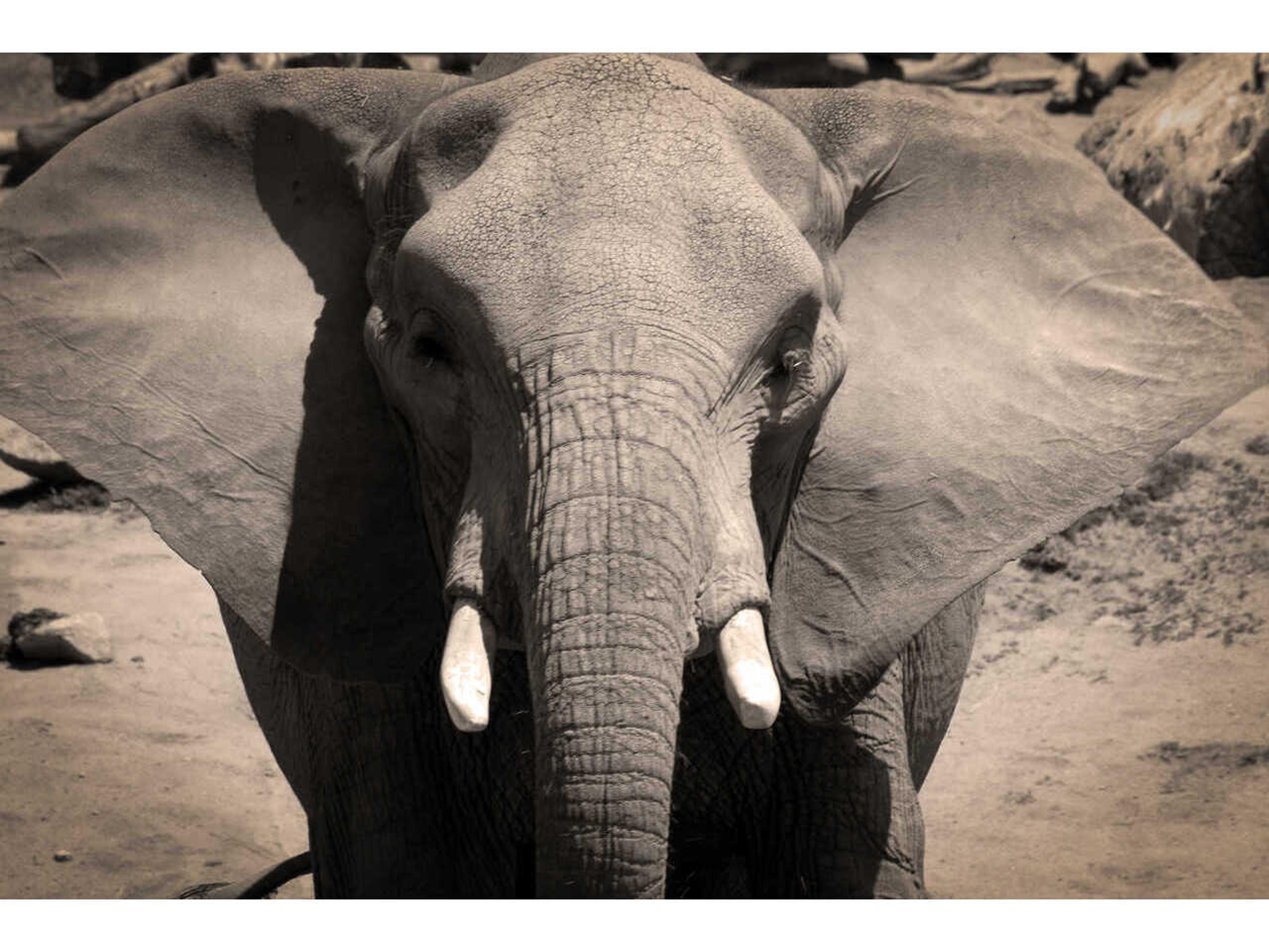 Daleno The Greatest Wall Art