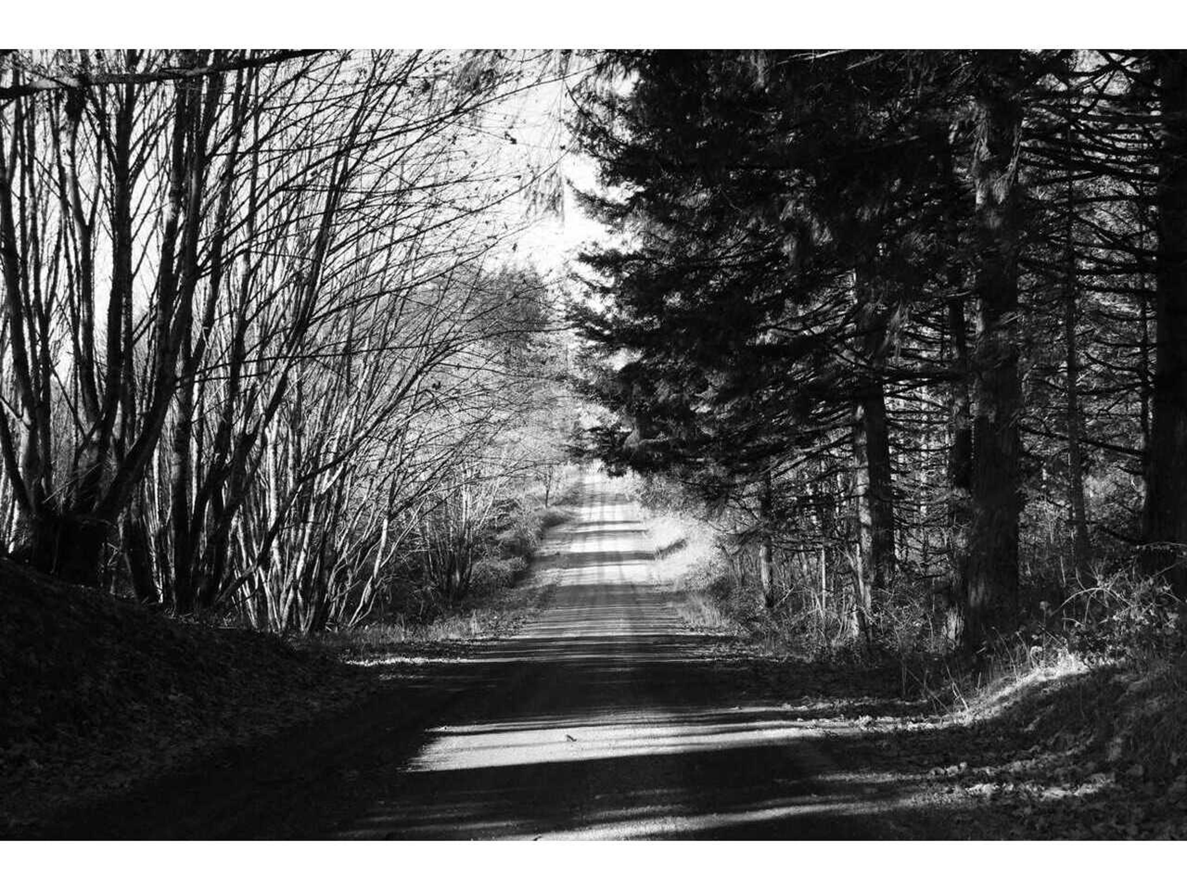 Daleno The Drive to Betsys House Wall Art