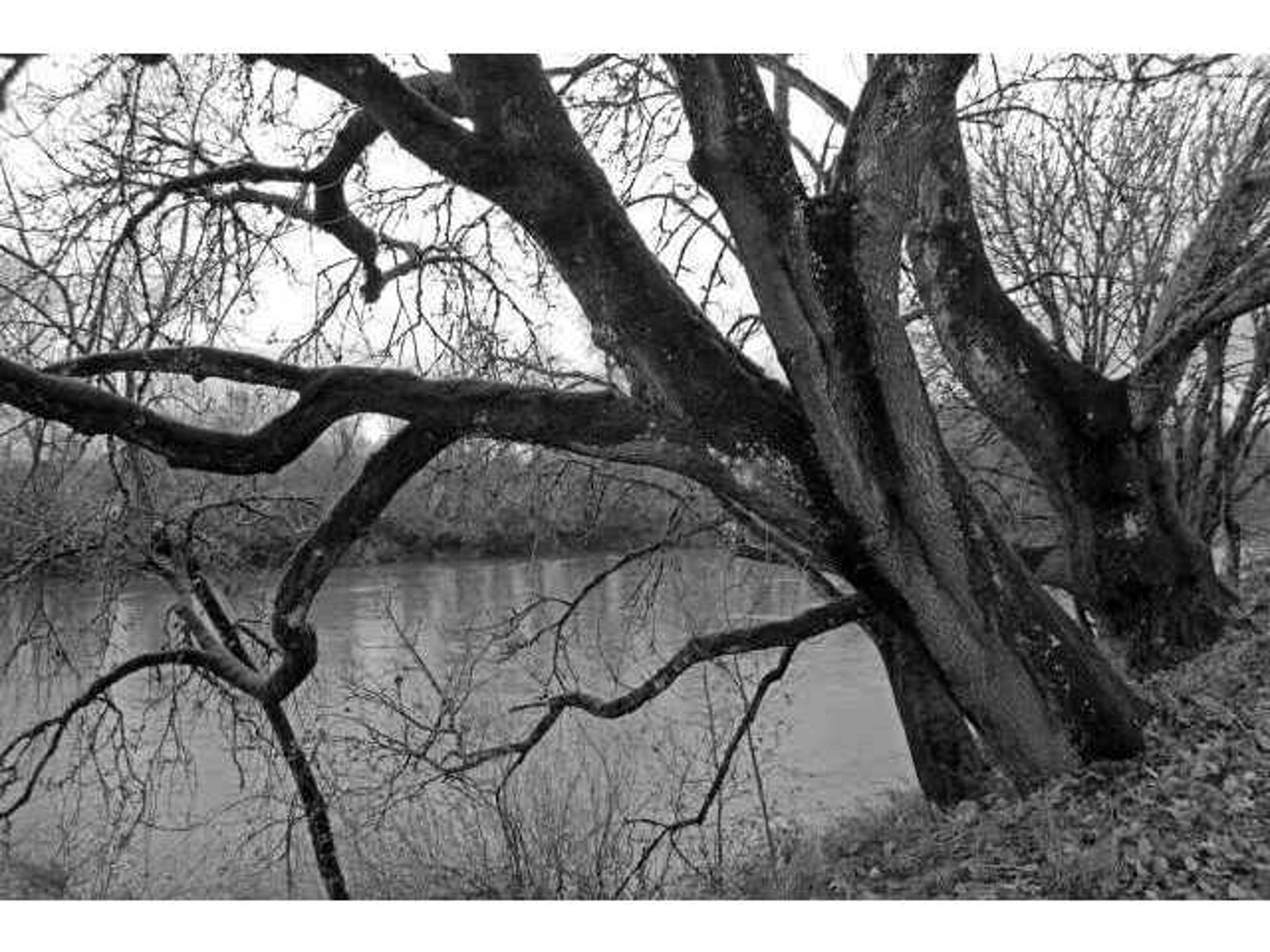 Daleno Hanging By the Creek Wall Art