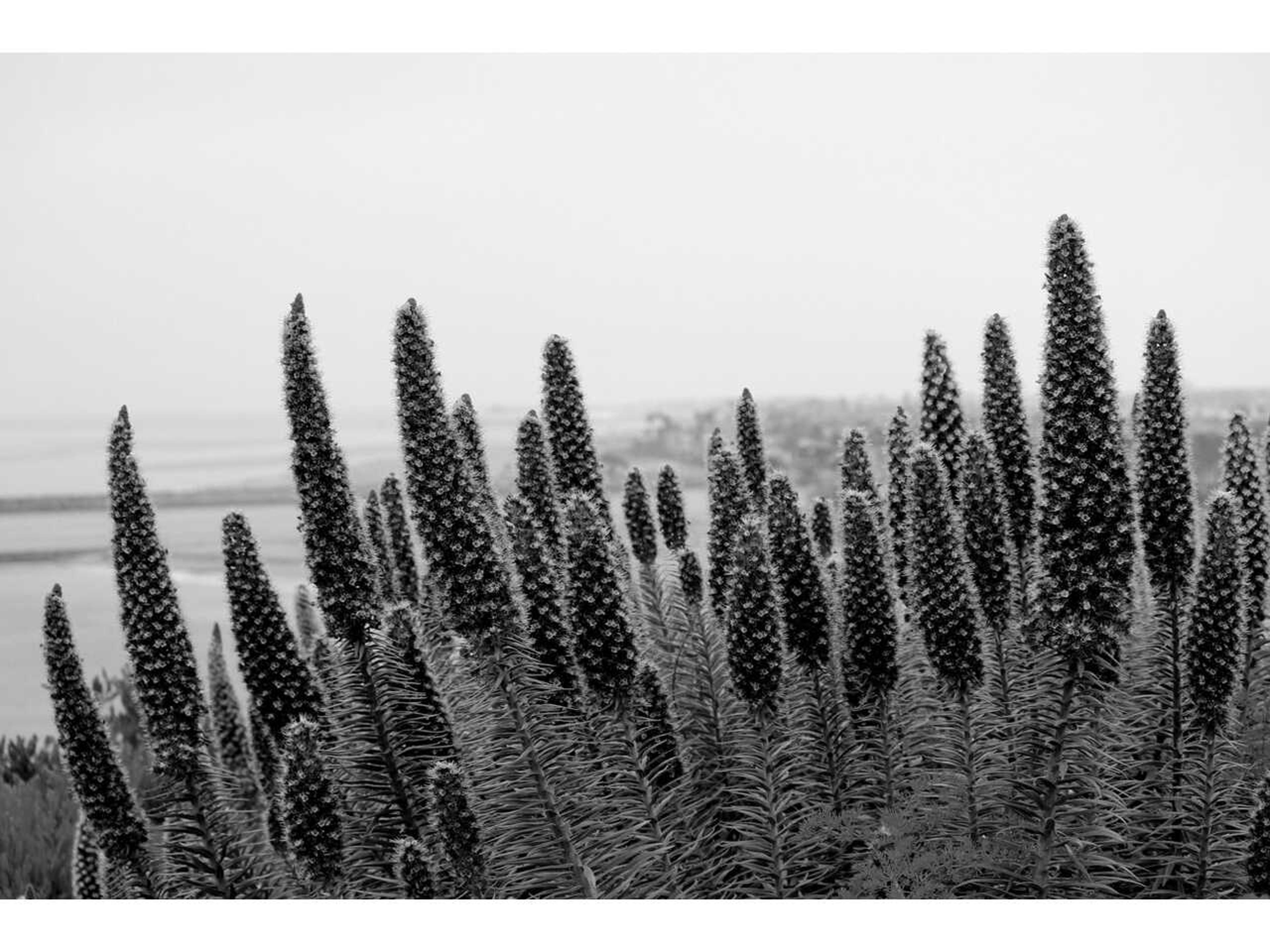 Daleno Driving to Prescott Wall Art