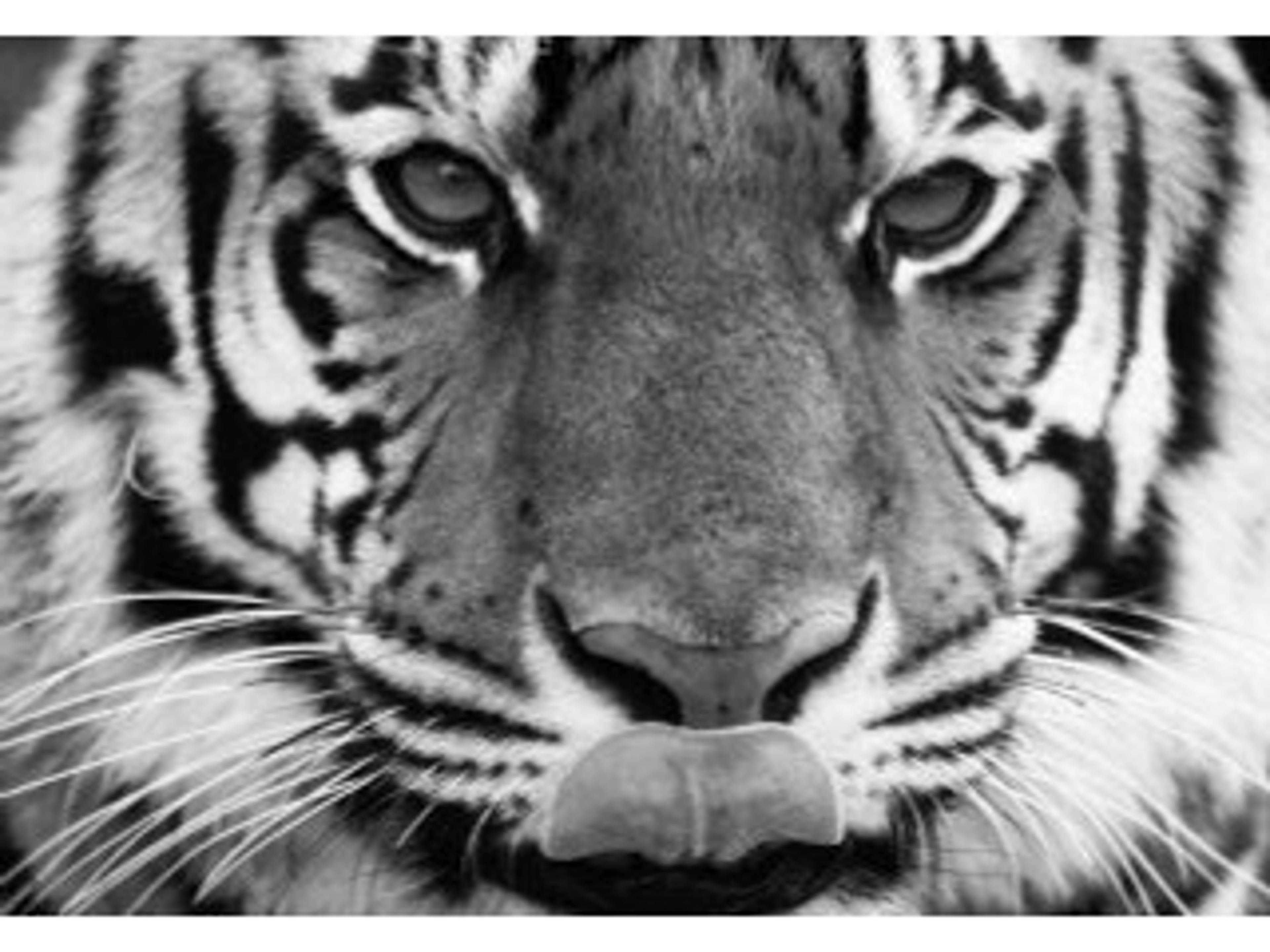 Daleno Kisses For You Wall Art