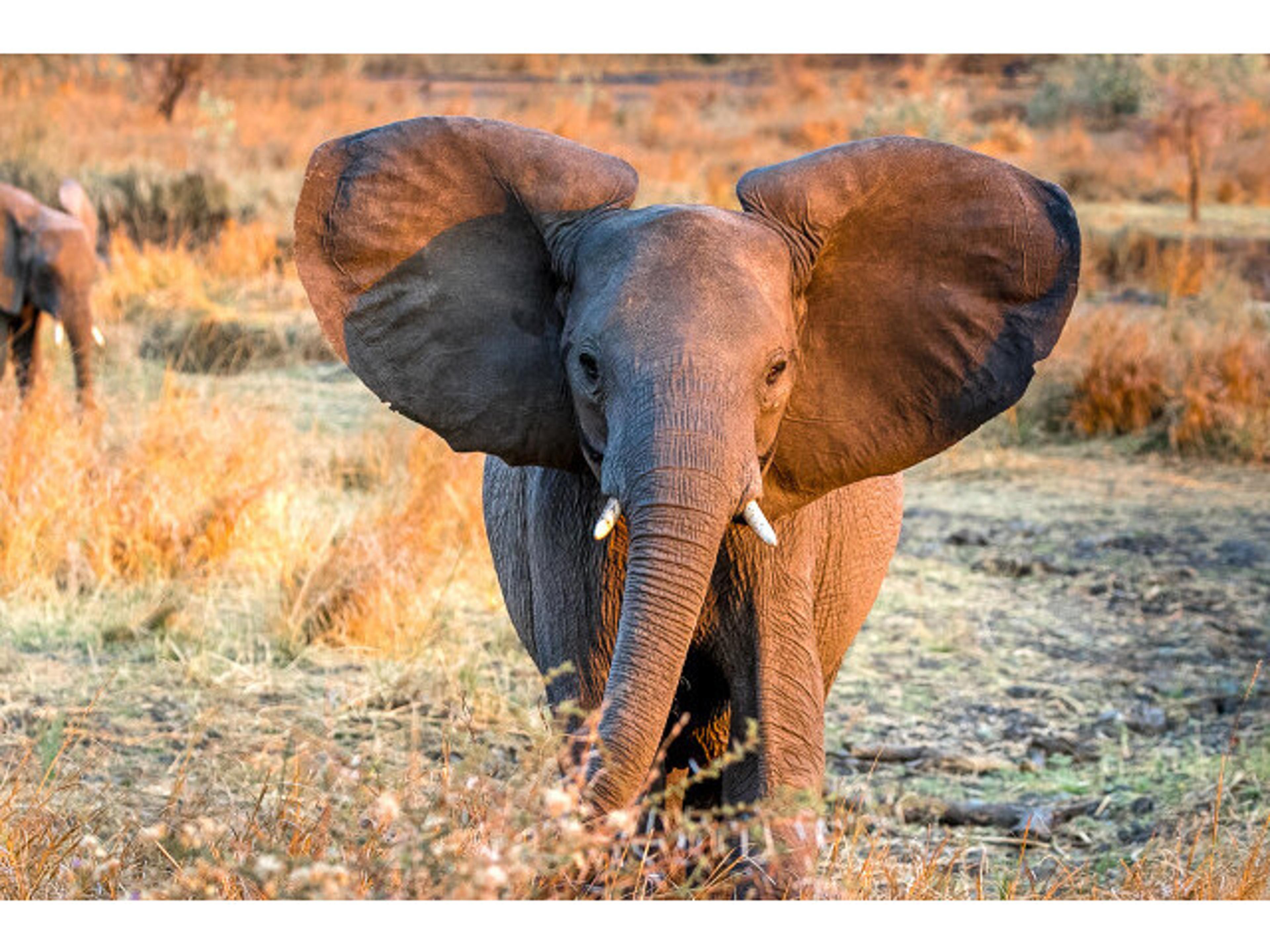 Baby Tusker I Wall Art