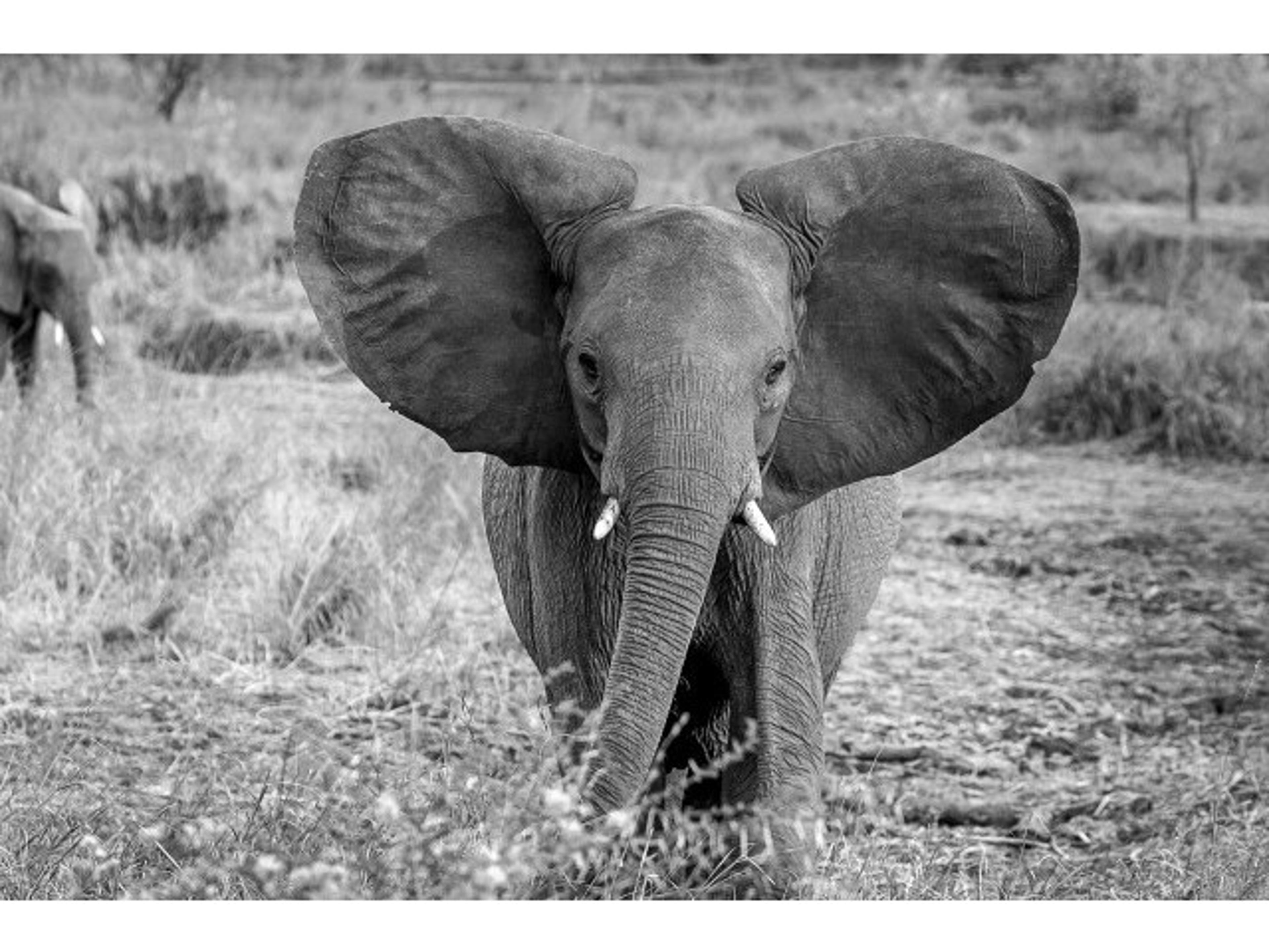 Daleno Baby Tusker II Wall Art
