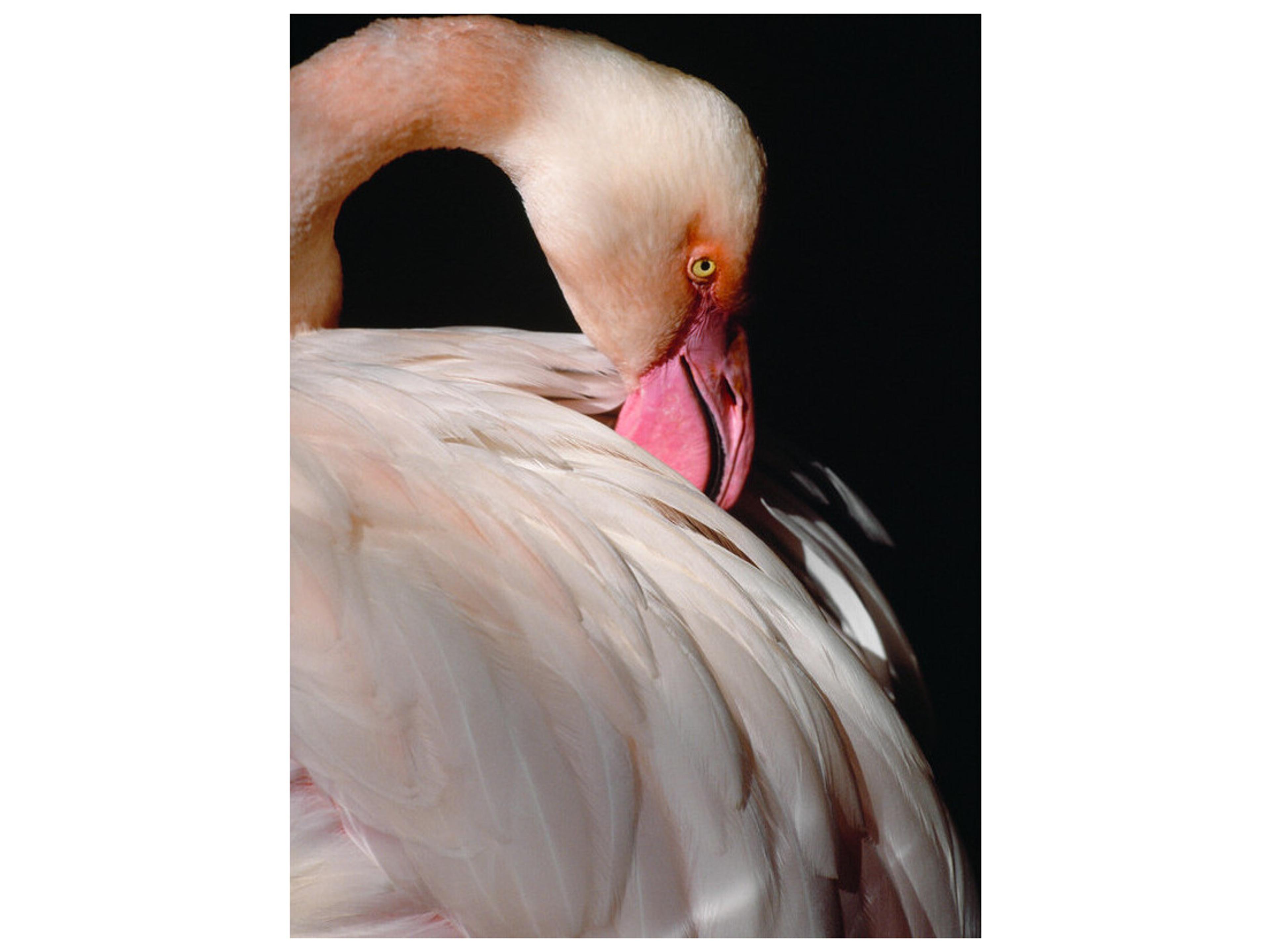 Daleno Delicate Flutter I Wall Art