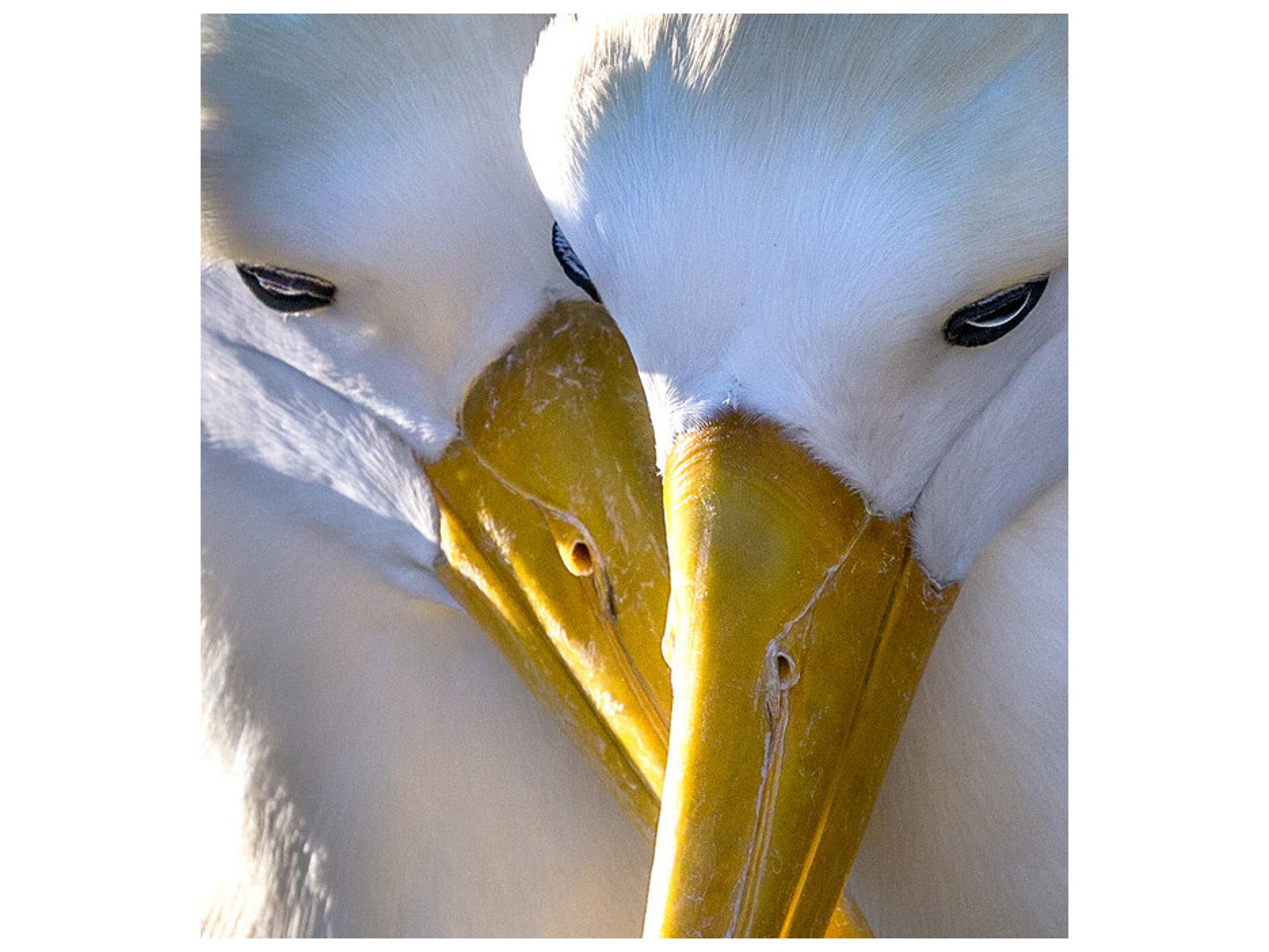 Flawless Features I Wall Art