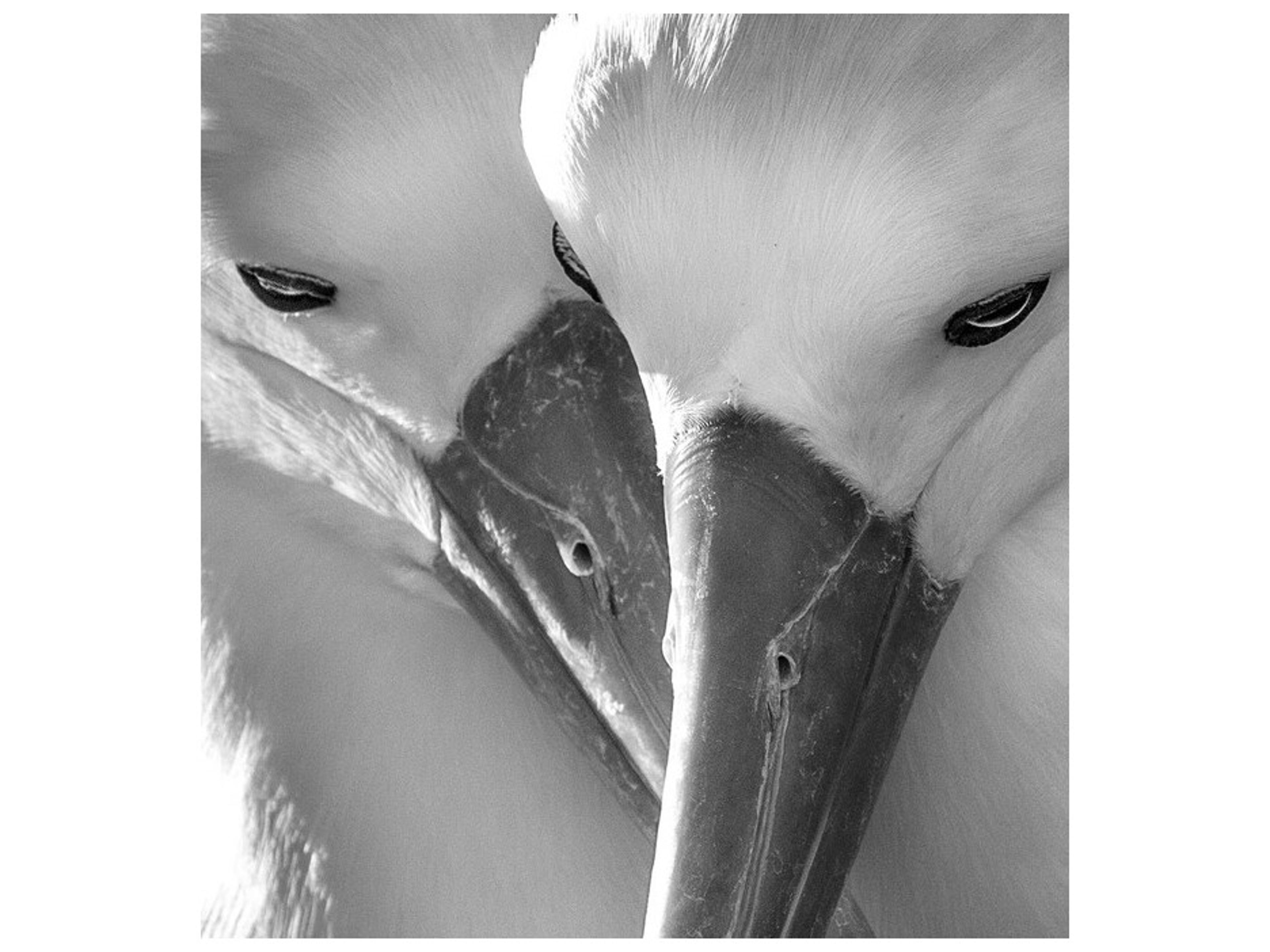 Daleno Flawless Features II Wall Art