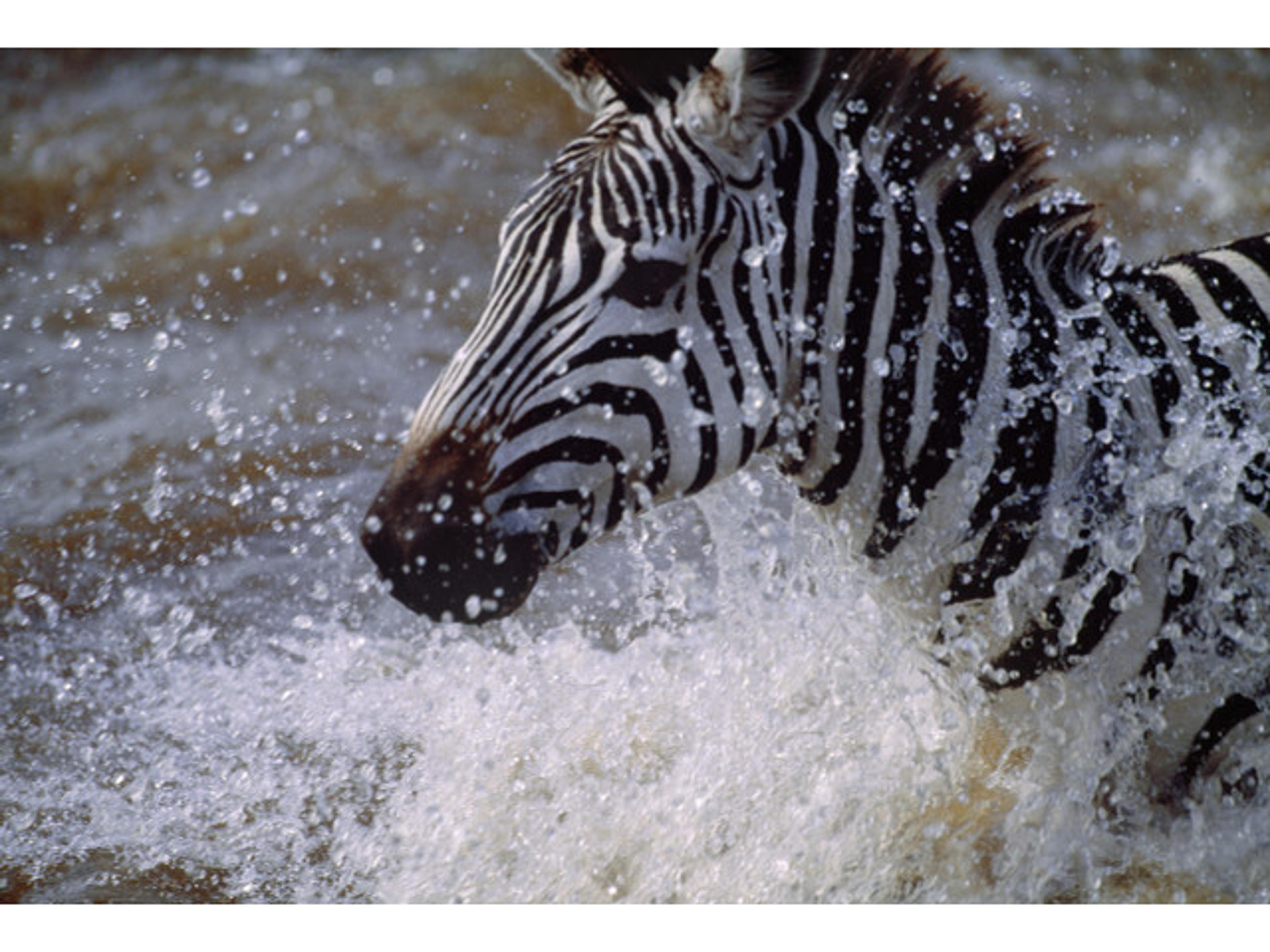 Fun and Free I Wall Art